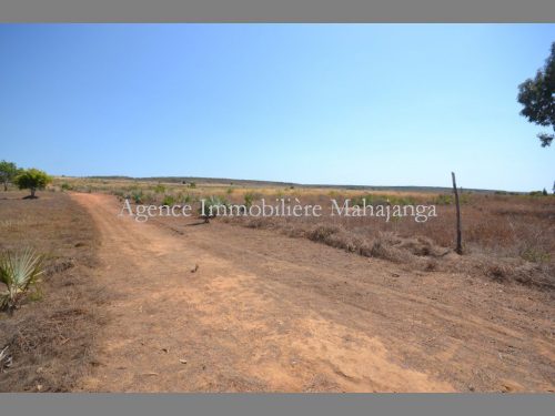 Vente terrain quinze hectares Mahajanga